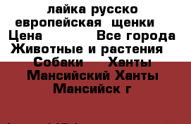 лайка русско-европейская (щенки) › Цена ­ 5 000 - Все города Животные и растения » Собаки   . Ханты-Мансийский,Ханты-Мансийск г.